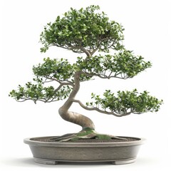 A bonsai tree planted in a pot, set against a clean white background