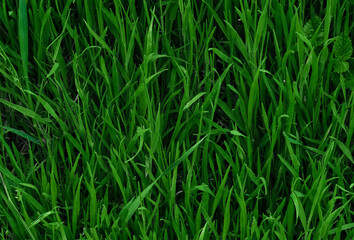 Green leaves pattern background, Natural background and wallpaper