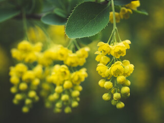 A branch of blooming yellow Berberis vulgaris with small hanging flowers in a summer garden. Nature wallpaper.