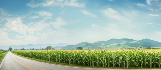 Fototapeta premium A scenic country road runs alongside an evenly lined row of exquisite corn creating a picturesque setting for a copy space image