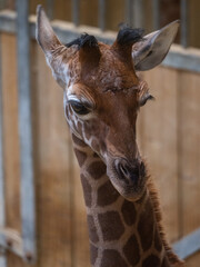 Close-up of a beautiful giraffe standing at a zoo