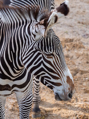 Close-up of a majestic zebra at a zoo