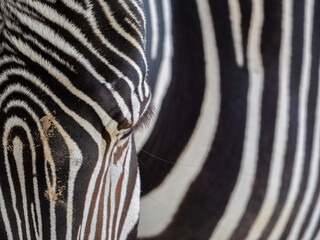 Close-up of a majestic zebra at a zoo