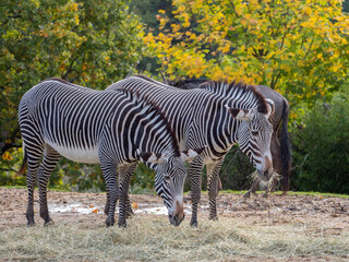 Zebras grazing together in their habitat at a wildlife zoo