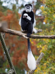 Guereza colobus monkey holding its baby in its arms in a zoo