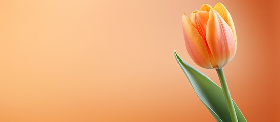 A vibrant orange tulip blooming beautifully with plenty of copy space in the image