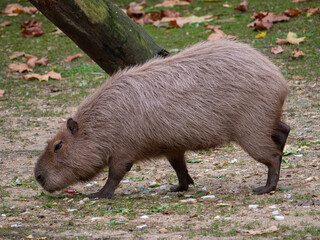 Capybara strolling along a barren landscape surrounded by lush green grass in a zoo
