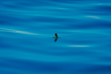 Minimalist image of a leaf in the middle of the ocean.