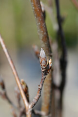 Beech Dawyck Gold branch with buds