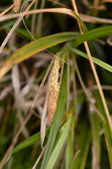 Pendulous Sedge flower