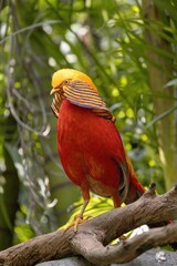 Vibrant and colorful golden pheasant (Chrysolophus pictus) perched atop a branch