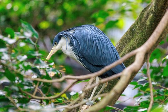 Majestic magpie heron (Egretta picata) perched on a tree branch