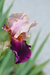 Tall bearded iris Color Splash flower