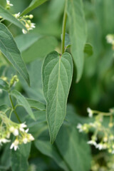 White swallow-wort leaves