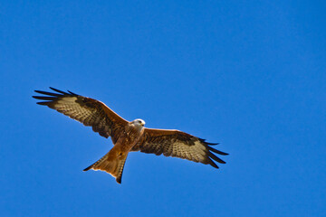 Majestic hawk soaring through a pristine bright blue sky.