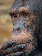 Closeup portrait of a chimpanzee. France