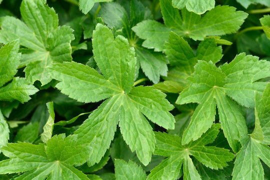 Carnic masterwort leaves