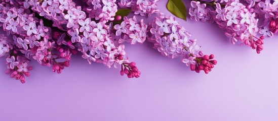 A stunning composition of lilac flowers elegantly arranged on a vibrant background with ample copy space image