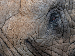 Closeup shot of an African elephant's eye with wrinkled skin