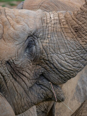 Fototapeta premium Closeup shot of an African elephant's eye with wrinkled skin