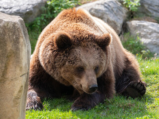 Fototapeta premium Brown bear resting in the grass near a cluster of large rocks. France