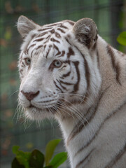 Closeup shot of a majestic white tiger in the zoo. France