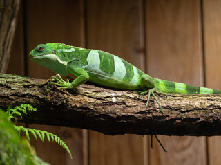 Close-up shot of a Fiji crested iguana resting on a tree branch in the zoo. France
