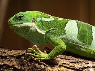 Close-up shot of a Fiji crested iguana resting on a tree branch in the zoo. France