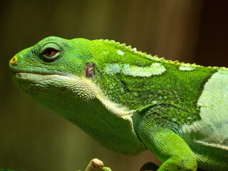 Close-up shot of a Fiji crested iguana resting on a tree branch in the zoo. France