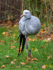 Beautiful blue crane walking in a grassy meadow in the zoo. France