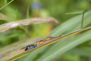 Vibrant insect perched atop a small leaf in a lush garden setting
