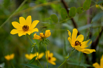 Yellow flowers blooming in a meadow, illuminated by the sun's rays