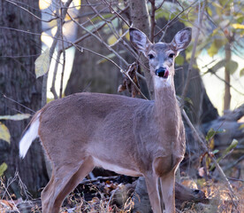 Young white-tailed deer grazing in a grassy meadow in search of food