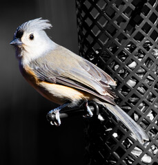 Majestic grey and white avian perched atop a weathered metallic cage