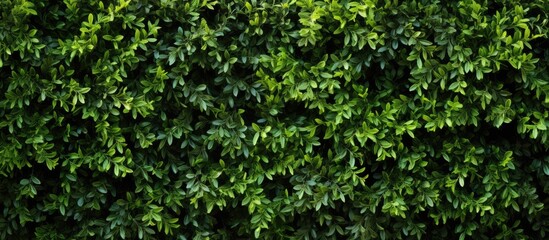 Fototapeta premium Copy space image of a meticulously sculpted evergreen hedge that serves as a delightful background for a stunning design