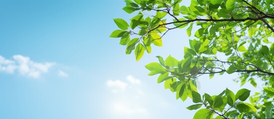Summer background with a tree branch and leaves against a clear blue sky Perfect for copy space image