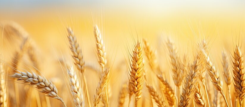 Golden wheat ears in a wheat field before harvest creating a picturesque view with abundant copy space image