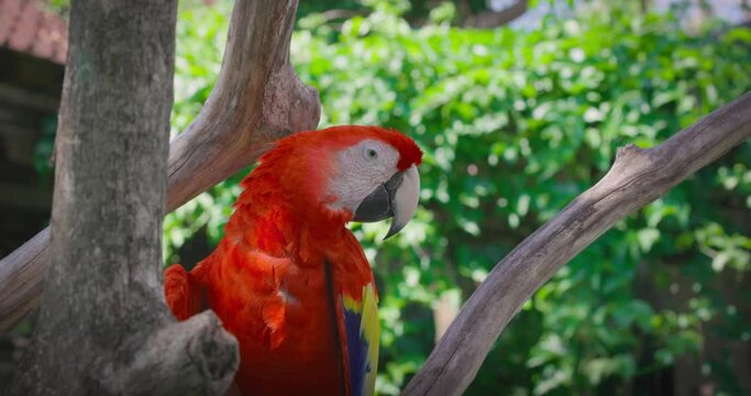 Red parrot macaw,Close-up. Scarlet macaw (Ara macao), red parrot. 4K Parrot Macaw on the tree.