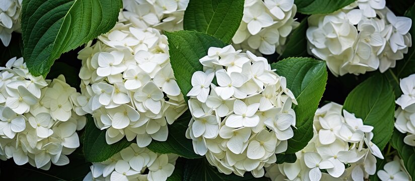 A close up image of white treelike hydrangea flowers with a backdrop of dark green foliage Perfect for adding text. Copyspace image