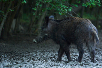 Juvenile wild hog rooting in the forest