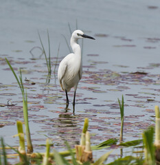 Little egret in a swamp