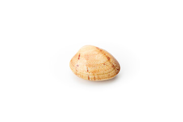 A single seashell with natural brown patterns isolated against a white background, portraying simplicity and marine life
