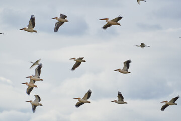 Flock of pelicans in flight
