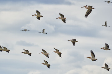 Flock of pelicans in flight