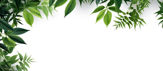 Tropical tree branches with leaves isolated on a white background creating a lush green foliage backdrop and providing room for a copy space image