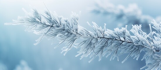 A branch of a spruce tree covered in frost creating a beautiful copy space image of rime