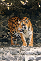 Obraz premium adult tiger in a zoo bares its teeth and growls