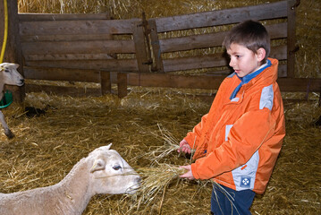 Enfant avec moutons