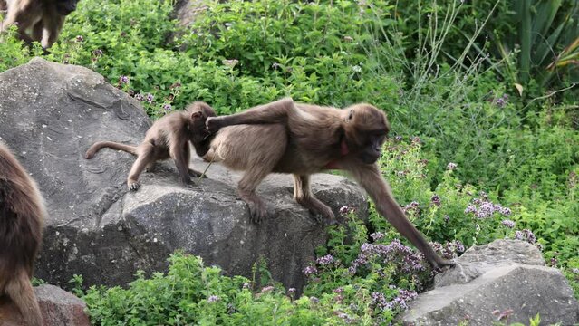 Slow motion footage of a mother gelada monkey walking on big rocks with her baby behind her