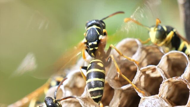 Closeup footage of a hornet using the wing vibrations to communicate with other hornets